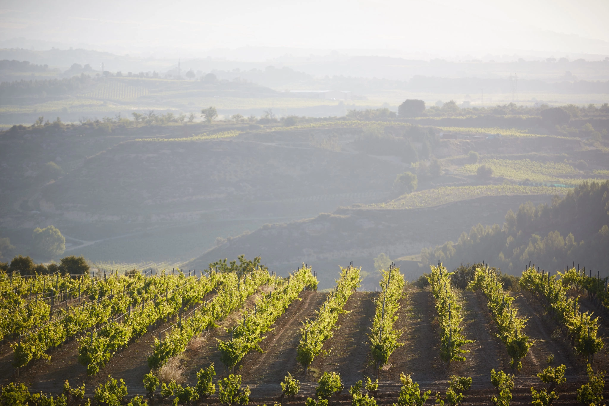 Los 10 mejores destinos del mundo para los enamorados del vino